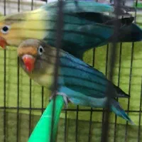 طوطی کوتوله پاربلو جفت کارداده