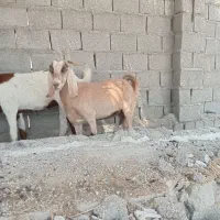 بز درجه یک