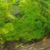 انواع ماهی گوپی مولد5تومن|ماهی|اردبیل, |دیوار