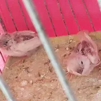 فنچ با جوجه|پرنده|اصفهان, بوستان ناژوان|دیوار