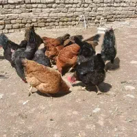 مرغ تخمگذار