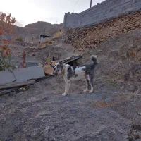 سلام سگ گله ای دهن پاک سن 1نیم جانوری|سگ|مشهد, میان ولایت|دیوار