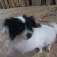 سگ خارجی نگهبانی فوق‌العاده