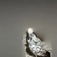 کفتر|پرنده|قره کهریز, |دیوار