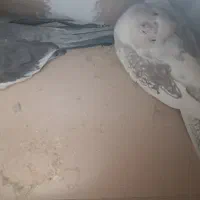 جفت عروس خوش ذات