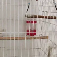 طوطی ملنگو نر یک ساله