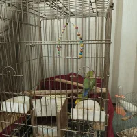 پرنده / طوطی برزیلی / 3 عدد پرنده طوطی برزیلی|پرنده|قرچک, زیبا شهر|دیوار