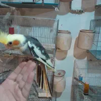 سالن عروس هلندی آوا