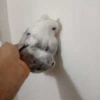 هما سرور .طوقی|پرنده|تهران, ترمینال جنوب|دیوار