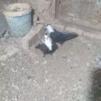 کبوتر جفتگاه