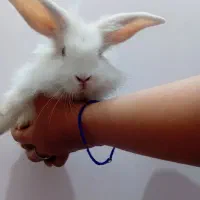 انواع خرگوش لوپ|موش و خرگوش|اراک, |دیوار