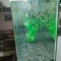 اکواریوم شیشه خم