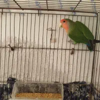 برزیلی ،مرغ عشق