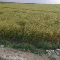 فروش-8-هزار-متر-زمین-کشاورزی-شالیزار