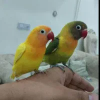 دریای طوطی برزیلی نر ماده رام دستی سخنگو همه رنگ|پرنده|تهران, سلسبیل شمالی|دیوار