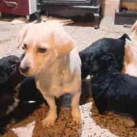 سگ پاکوتاه نر و ماده