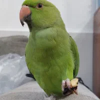 طوطی ملنگو رام و دستی