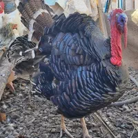 بوقلمون نر 10 کیلو گوشت خالص