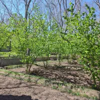 باغ ویلایی باگاز و برق وآب چشمه در شهرستان اسکو|فروش خانه و ویلا|تبریز, |دیوار