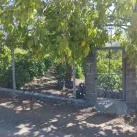 باغ-انگور-گردو-بندان