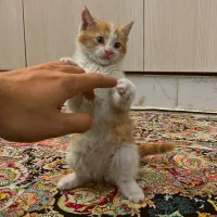 واگذاری بچه گربه نارنجی|گربه|اصفهان, کشاورزی|دیوار