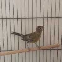 جوجه سوخته