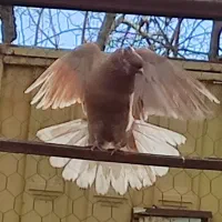 کفتر کبوتر پرشی