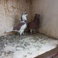 کبوتره پرشی خوش خال