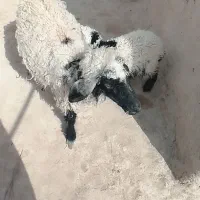 گوسفند با بره ماده