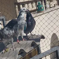 جوجه پرشی گرفتنی رو بلندی ،ماده یهودی