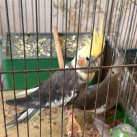 2 عدد عروس هلندی