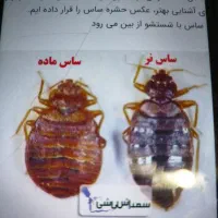 سم پاشی منازل و کارگاه های صنعتی و دام و طیور|خدمات نظافت|محمدیه-قزوین, |دیوار