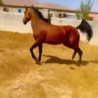 مادیان  کرد