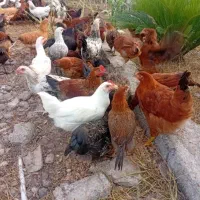 خروس محلی 6ماهه