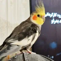 عروس هلندی گم شده