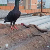 زاغ سیستانی|پرنده|نگین شهر, |دیوار