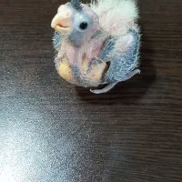 عروس هلندی سینامون|پرنده|تهران, مهرآباد|دیوار