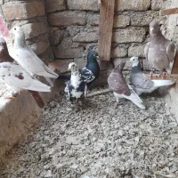 کفتر پرشی و جوجه طوقی|پرنده|مشهد, فریزی|دیوار