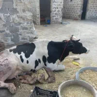 خرید گاو زمین گیر افتاده دان خورده