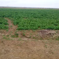 فروش زمین جسوری