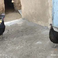 بوقلمون|حیوانات مزرعه|کاکی, |دیوار