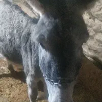 خرگله ای