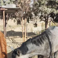 کره نریان ایرانی