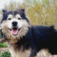 سگ هاسکی|سگ|نیشابور, مازول|دیوار