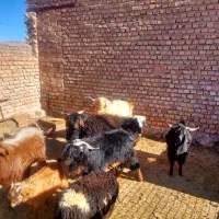 چبش فروشی|حیوانات مزرعه|سرداران, |دیوار