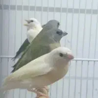 جوجه گلدین سهره قناری کوتوله عروس هلندی طوطی|پرنده|اصفهان, رحیمآباد|دیوار