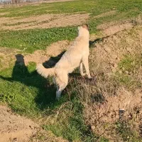 سگ الابای|سگ|آزادشهر, |دیوار