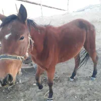 اسب|اسب و تجهیزات اسب‌سواری|کلاله, |دیوار