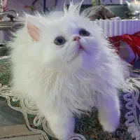 بچه گربه نر سه ماهه پرشین کت