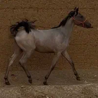 کره اسب کرد 13ماهه|اسب و تجهیزات اسب‌سواری|تهران, آذری|دیوار